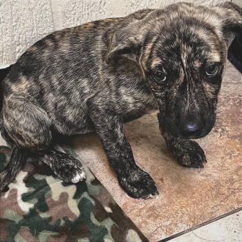 Labrador Retriever and Mixed Breed Dogs Available for Adoption in Tulsa, Oklahoma - Becky | PetCurious