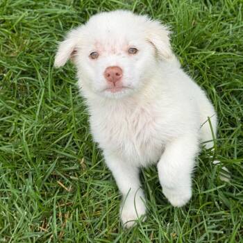 Saguaro -  Mixed Breed Dog for Adoption in Buffalo, Minnesota - Saguaro | PetCurious