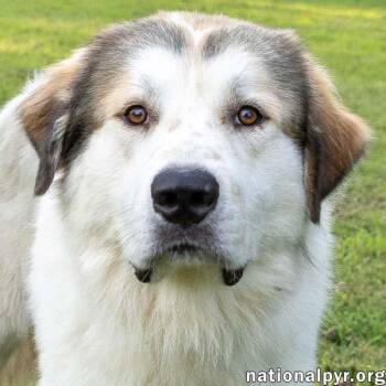 John Adams in TN - Leans In For Affection -  Great Pyrenees Dog for Adoption in Beacon, New York - John Adams In TN - Leans In For Affection | PetCurious