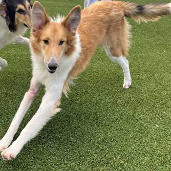 Birdie 1051 -  Collie Dog for Adoption in Loxahatchee Groves, Florida - Birdie 1051 | PetCurious