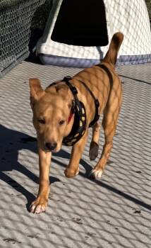 Rescue Labrador Retriever Dogs for Adoption in Pine Grove, Pennsylvania - Chip | PetCurious