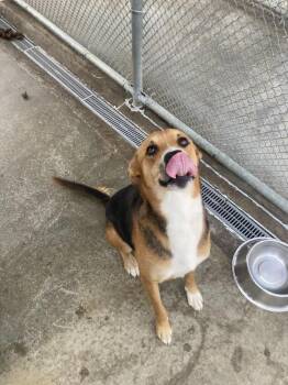 Shae -  Hound Dog for Adoption in Burnsville, North Carolina - Shae | PetCurious