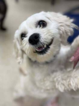 Cockapoo and Terrier Dogs Available for Adoption - Summer | PetCurious