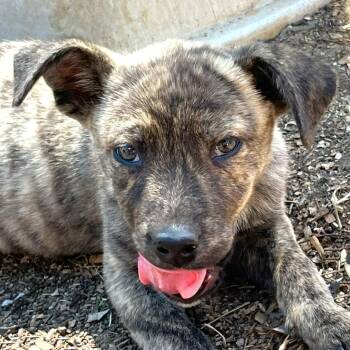 Mixed Breed and Australian Cattle Dog Blue Heeler Dogs Available for Adoption - Tramp | PetCurious