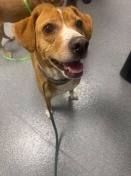 Mixed Breed Dogs Available for Adoption - Marley | PetCurious