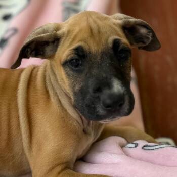 Boxer and Shepherd Dogs Available for Adoption in Andover, Massachusetts - Mae Mojito | PetCurious