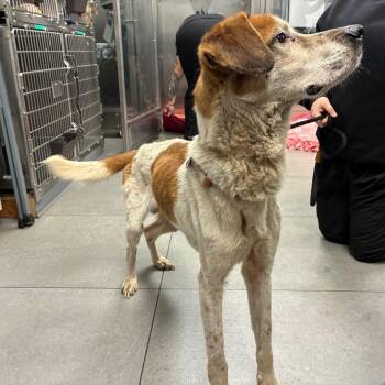 Labrador Retriever and Mixed Breed Dogs Available for Adoption in Pasadena, California - Archie | PetCurious