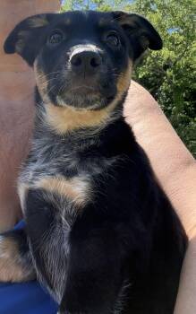 Australian Cattle Dog Blue Heeler Dogs Available for Adoption in Eagleville, Tennessee - Zaza | PetCurious