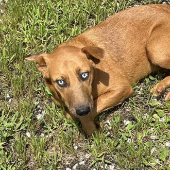 Indigo -  Mixed Breed Dog for Adoption in Corbin, Kentucky - Indigo | PetCurious