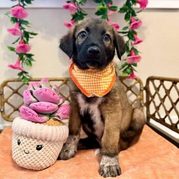 Chip Cherry Berry Cute and Fluffy -  German Shepherd Dog and Great Pyrenees Dog for Adoption in Friendswood, Texas - Chip Cherry Berry Cute And Fluffy | PetCurious