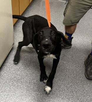 Jarvis -  Great Dane Dog for Adoption in Jamestown, California - Jarvis | PetCurious