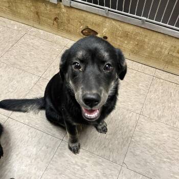 Prairie Dawn -  Black Labrador Retriever and Australian Shepherd Dog for Adoption in Parrish, Alabama - Prairie Dawn | PetCurious