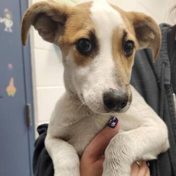 Muffin -  Mixed Breed Dog for Adoption in Pittsburgh, Pennsylvania - Muffin | PetCurious