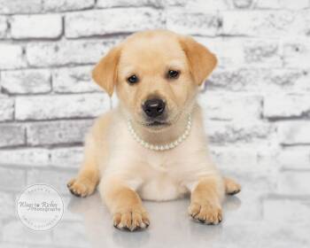 Penny -  Labrador Retriever and Retriever Dog for Adoption in Tuscaloosa, Alabama - Penny | PetCurious