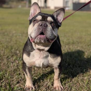 Dubois 03-2541 -  French Bulldog Dog for Adoption in Tyrone, Georgia - Dubois 03-2541 | PetCurious
