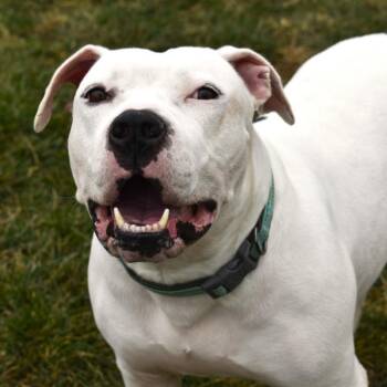 Rescue Terrier Dogs for Adoption in Waynesboro, Pennsylvania - Orson | PetCurious