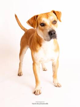 American Bully Dogs Available for Adoption - Rufus | PetCurious