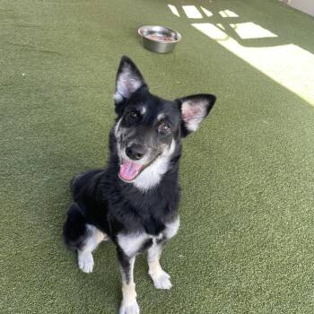 Maverick -  Australian Shepherd Dog for Adoption in Houston, Texas - Maverick | PetCurious