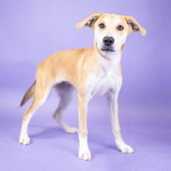 Melanie -  Terrier and Mixed Breed Dog for Adoption in Portland, Oregon - Melanie | PetCurious