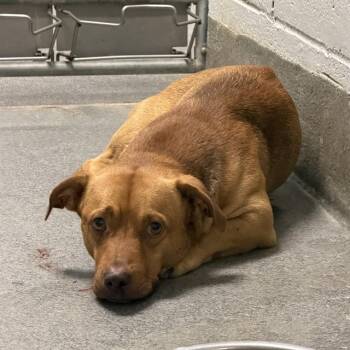 BODHI -  Pit Bull Terrier and Mixed Breed Dog for Adoption - BODHI | PetCurious