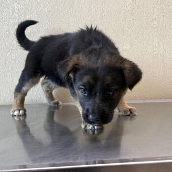 Onward -  Mixed Breed Dog for Adoption in Clavet, Saskatchewan - Onward | PetCurious