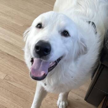 Juno Princess - Local Royal -  Great Pyrenees Dog for Adoption in Andover, Massachusetts - Juno Princess - Local Royal | PetCurious