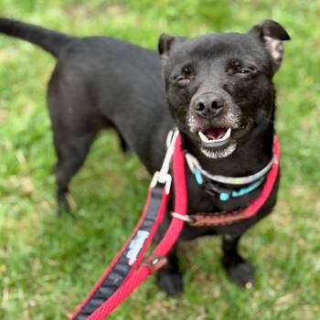 Mixed Breed Dogs Available for Adoption in Westhampton, New York - Rudy | PetCurious