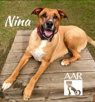Shepherd and Labrador Retriever Dogs Available for Adoption in Magnolia, Texas - Nina | PetCurious