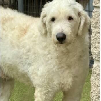 Sheepadoodle Dogs Available for Adoption in Houston, Texas - DOUGAL | PetCurious