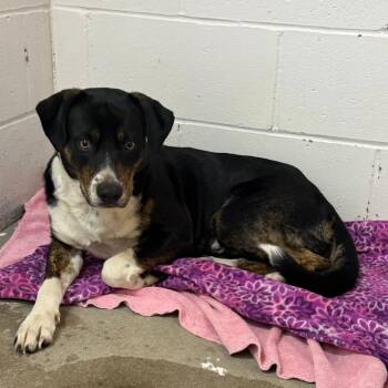Basset Hound and Mixed Breed Dogs Available for Adoption in Enterprise, Alabama - Joe | PetCurious