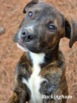 Boxer and Terrier Dogs Available for Adoption - Buckingham | PetCurious