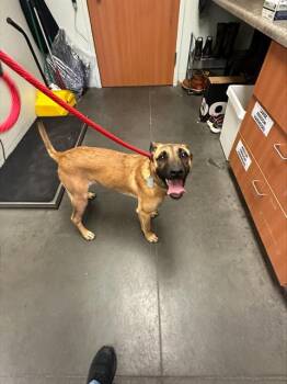 LUNA -  Belgian Shepherd Malinois and Mixed Breed Dog for Adoption in Santa Cruz, California - LUNA | PetCurious