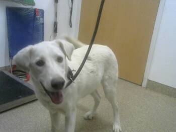 Rescue Labrador Retriever and Mixed Breed Dogs for Adoption in Albuquerque, New Mexico - BRIGIT | PetCurious