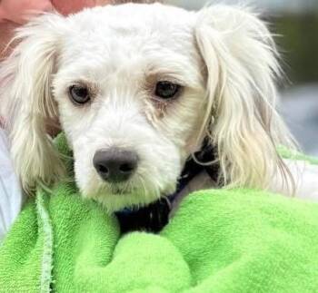 Fiona -  Terrier Dog for Adoption - Fiona | PetCurious