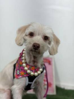 Gertrude-One of our Amazing Rescue Dogs -  Havanese and Maltese Dog for Adoption in Carlsbad, California - Gertrude-One Of Our Amazing Rescue Dogs | PetCurious