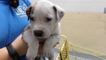 RED -  Labrador Retriever and Pit Bull Terrier Dog for Adoption in Tulsa, Oklahoma - RED | PetCurious