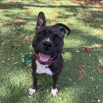 Rescue Mixed Breed Dogs for Adoption in Hampton Bays, New York - Tink | PetCurious