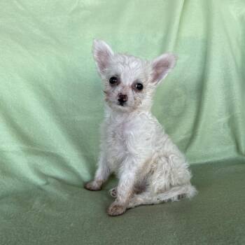 Chihuahua Dogs Available for Adoption in Tucson, Arizona - Leana | PetCurious