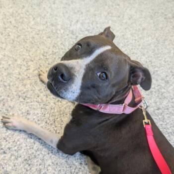 Wren -  Terrier and Mountain Cur Dog for Adoption in Merritt Island, Florida - Wren | PetCurious