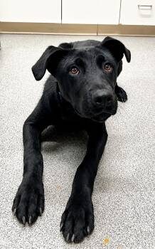 Jenkins -  Mixed Breed Dog for Adoption in Moundsville, West Virginia - Jenkins | PetCurious