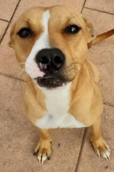 Rescue Terrier and Mixed Breed Dogs for Adoption in Shreveport, Louisiana - Jovie | PetCurious