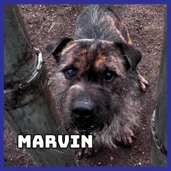 Border Terrier and Mixed Breed Dogs Available for Adoption in Glenwood, Minnesota - Marvin | PetCurious