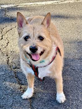 Hatch -  Norwich Terrier and Pembroke Welsh Corgi Dog for Adoption in Warren, New Jersey - Hatch | PetCurious