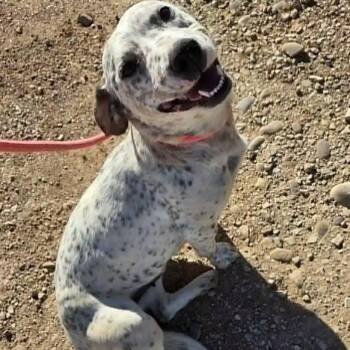 Freckles -  Corgi and Australian Cattle Dog Blue Heeler Dog for Adoption in Coeur D