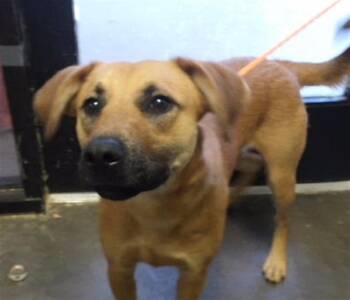 MAGNUS -  Redbone Coonhound and Mixed Breed Dog for Adoption in Tulsa, Oklahoma - MAGNUS | PetCurious