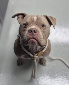 Ic 9 -  American Bully Dog for Adoption in Lawrenceville, Georgia - Ic 9 | PetCurious