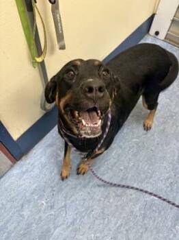 Wanda -  Mixed Breed Dog for Adoption in Charleston, South Carolina - Wanda | PetCurious