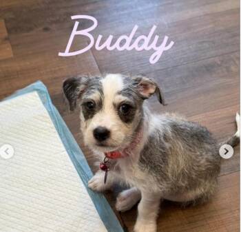 Chihuahua and Terrier Dogs Available for Adoption - Buddy | PetCurious