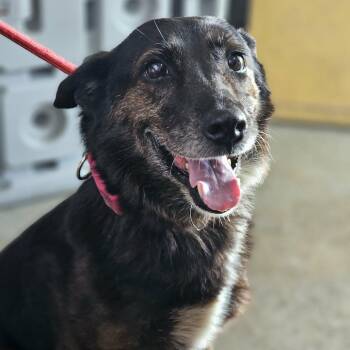 TNGC-Stray-1311 -  Mixed Breed Dog for Adoption in Pulaski, Tennessee - TNGC-Stray-1311 | PetCurious