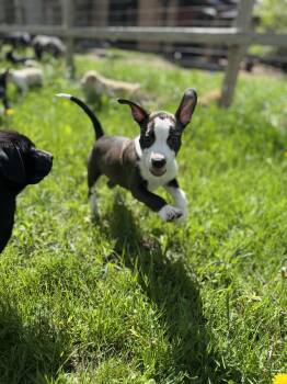 Rescue Mixed Breed Dogs for Adoption in Shell Lake, Wisconsin - Sage | PetCurious